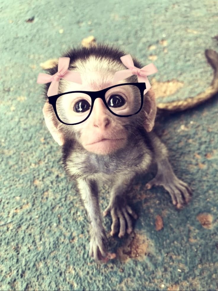 Sticker-style cartoon monkey pfp for clean Discord icons and playful Instagram avatars