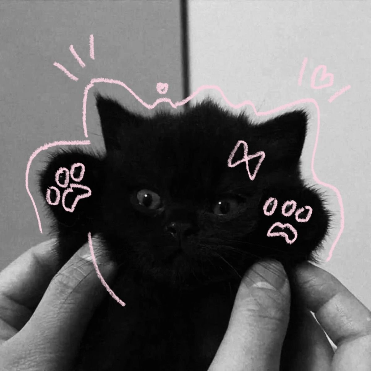 Black cat dark coquette pfp with romantic shadow aesthetic for cute moody profile pictures