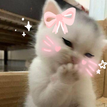 Cute cat coquette pfp with bow and heart detail for playful Discord and TikTok avatars