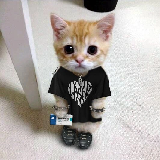 Emo cat pfp with black fur and side bang styling for playful Discord avatar themes