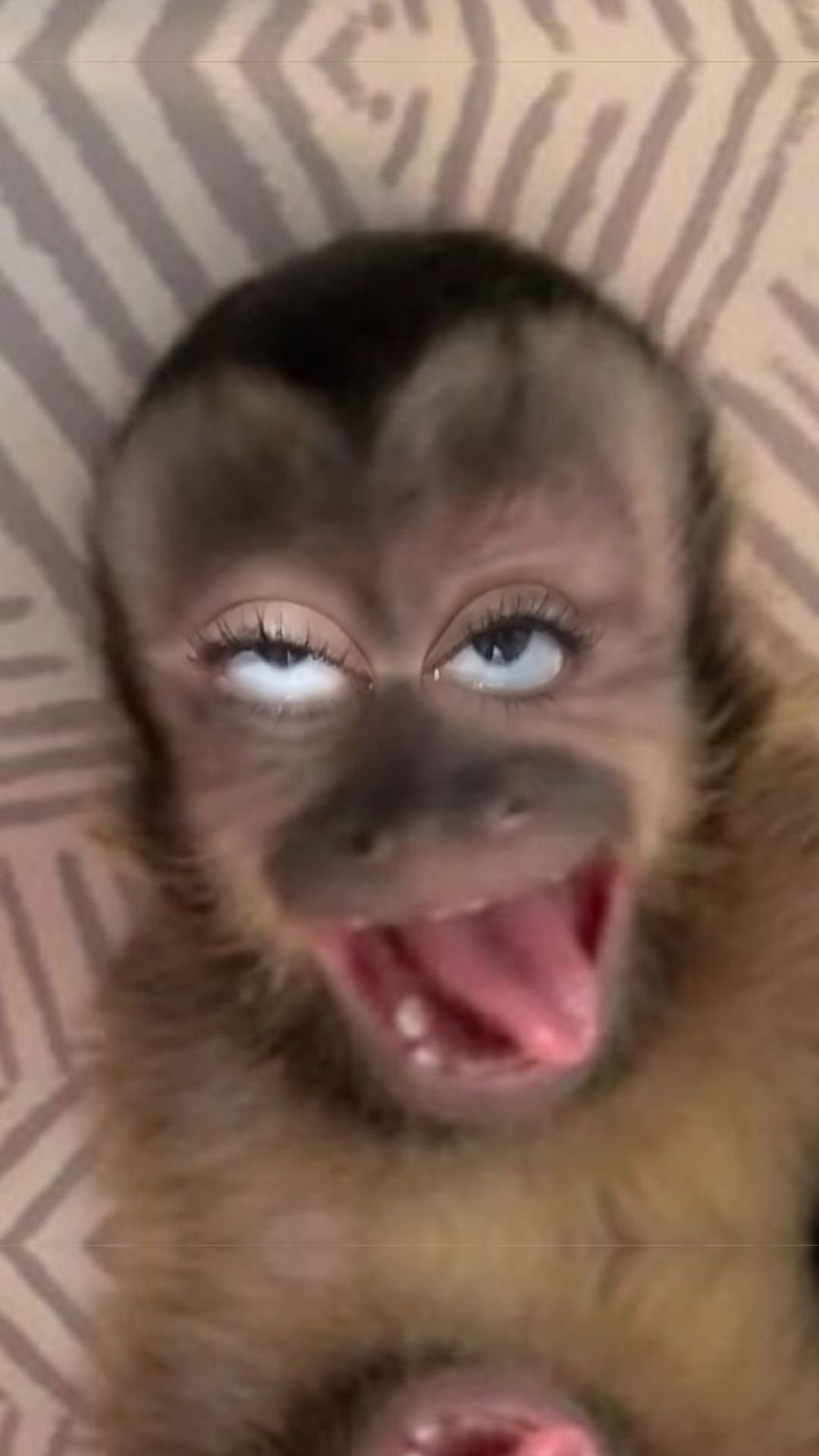 Shocked monkey meme pfp with wide eyes and open mouth for funny Discord and gaming profiles
