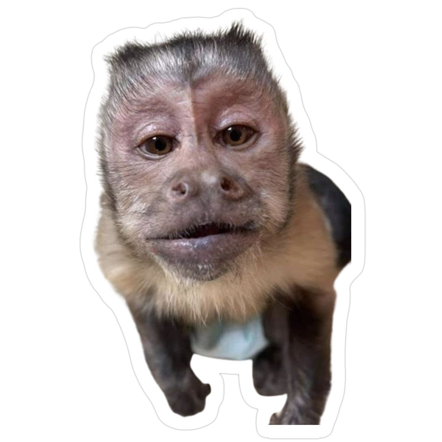 Awkward zoomed monkey meme pfp for chaotic Discord profiles and ironic social media avatars