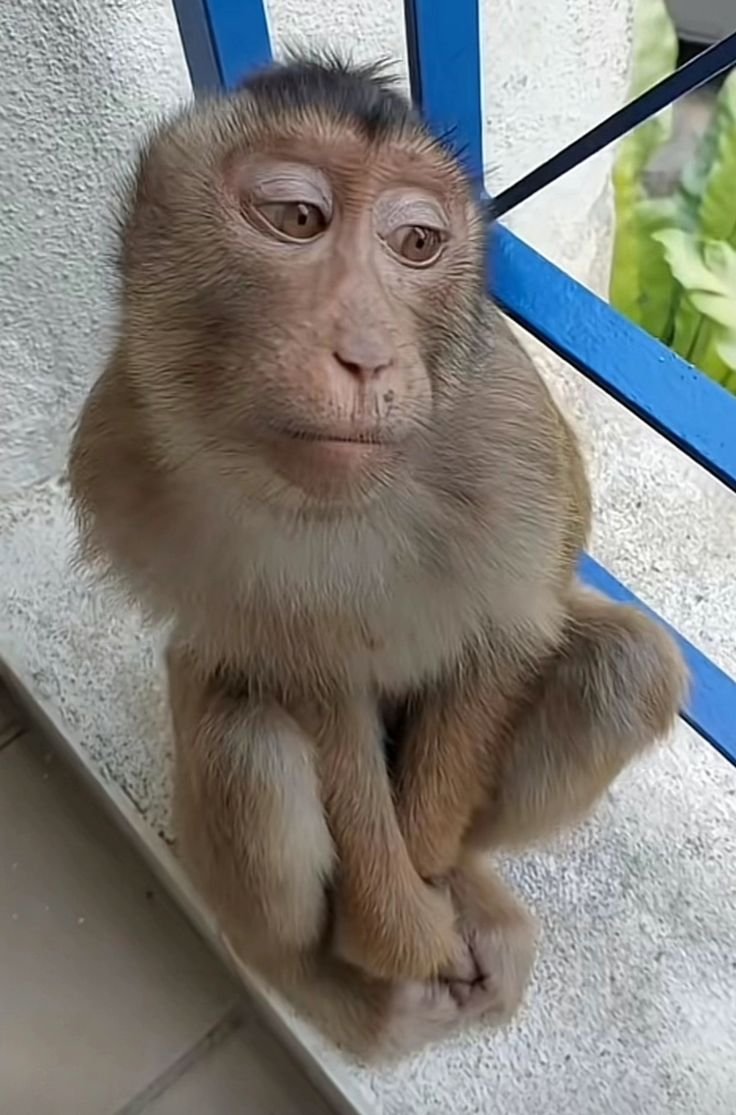 Anime-inspired monkey avatar with teal highlights for cute TikTok and Discord profile aesthetics