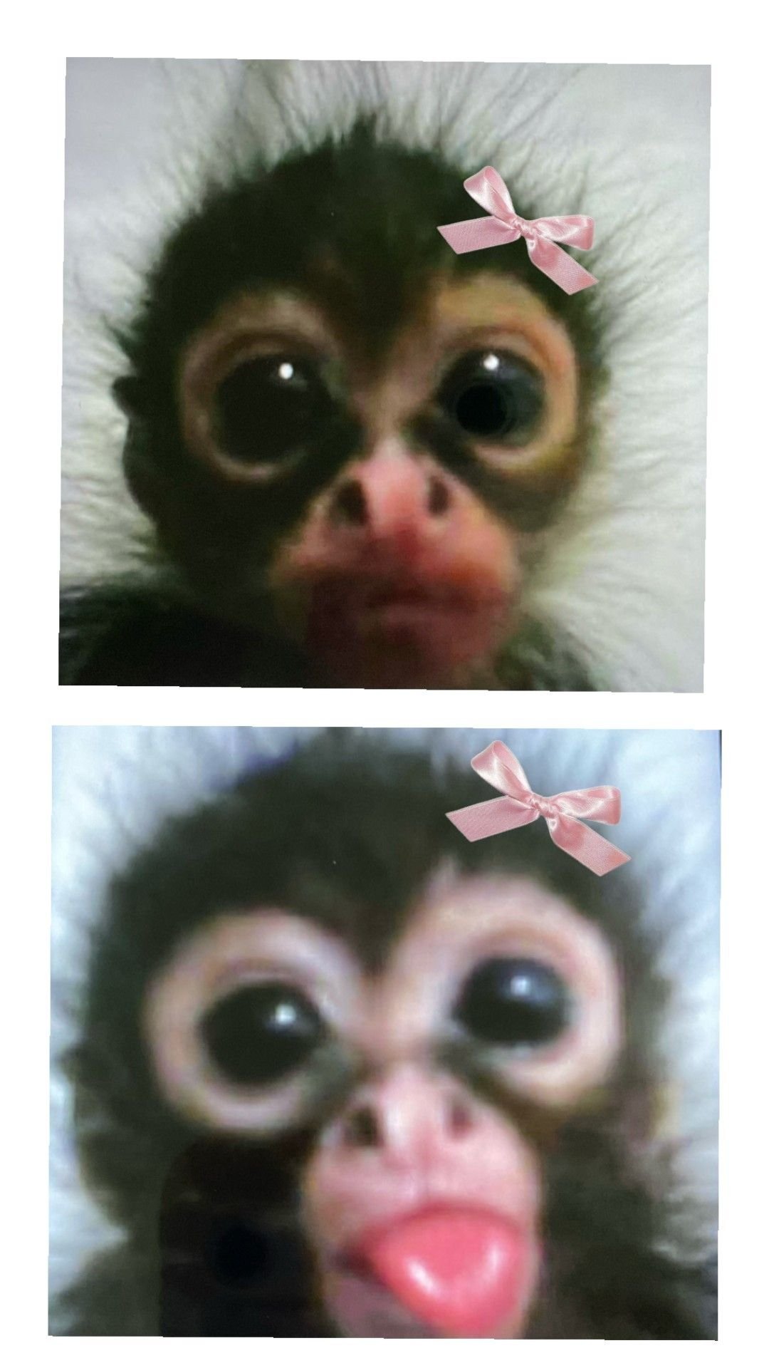 Matching monkey duo avatar with sun theme for aesthetic best friend or couple profile pictures