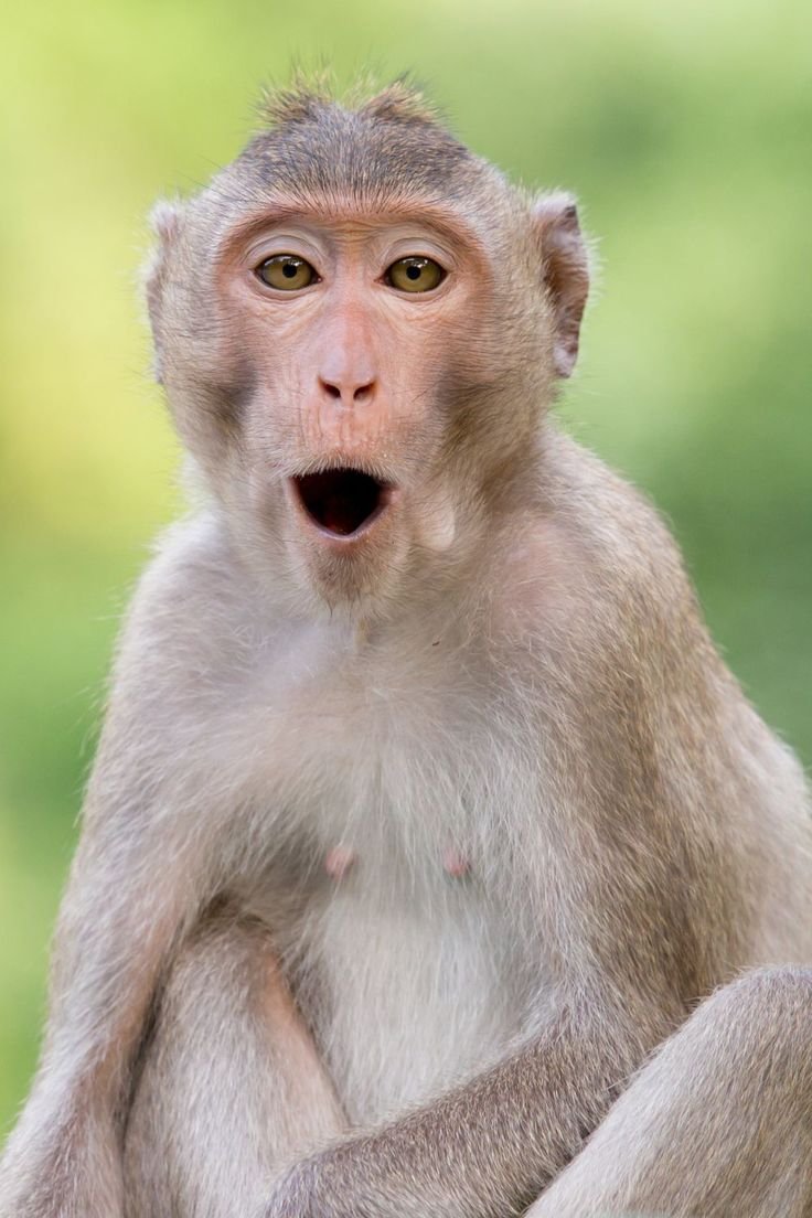 Laughing monkey avatar with banana accents for silly TikTok bios and fun group chat profile pictures
