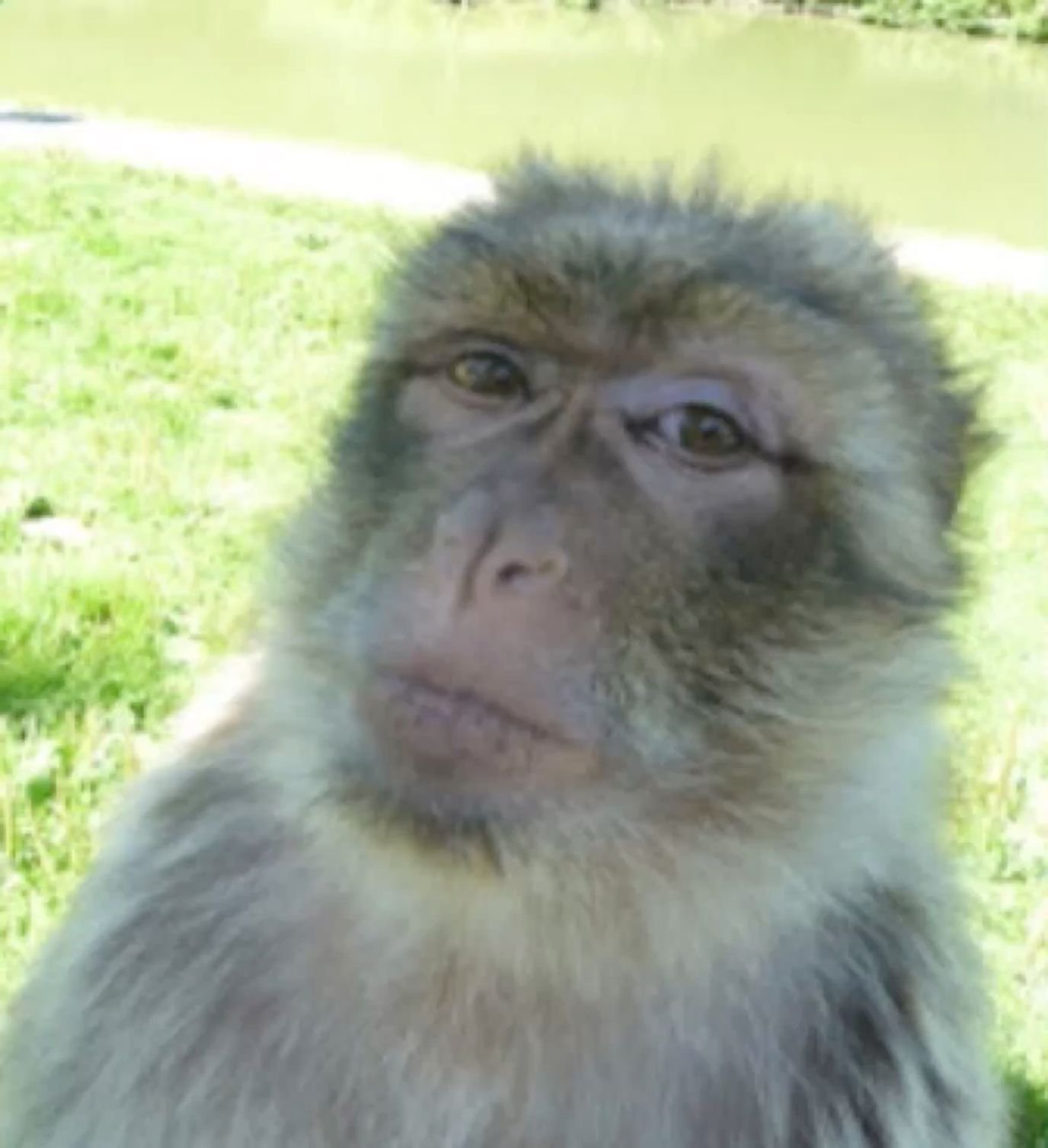 Funny monkey pfp with side-eye meme expression for Discord reaction avatars and playful TikTok accounts