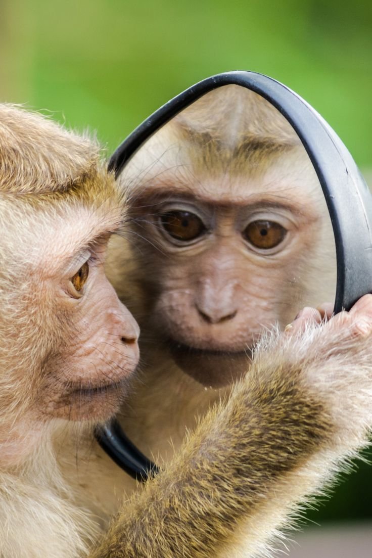 Gaming monkey pfp with neon green headset for Discord servers, Twitch circles, and multiplayer profiles