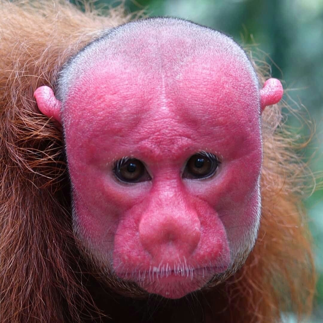 Noir monkey pfp with red glow accents for intense gaming and Discord profile pictures