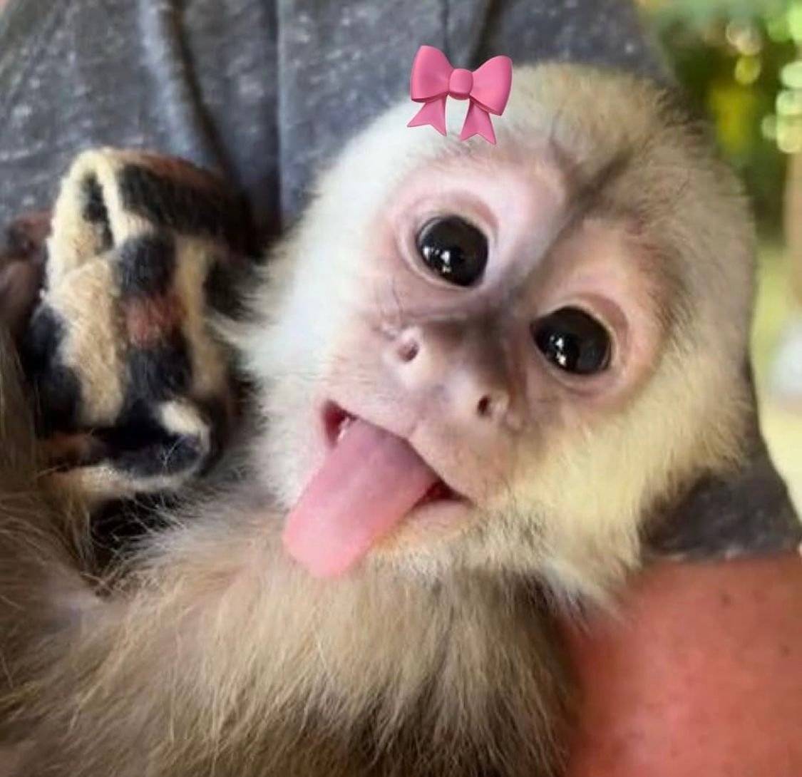 Cuddly baby monkey profile picture with plush tones for sweet social avatars and friendly communities