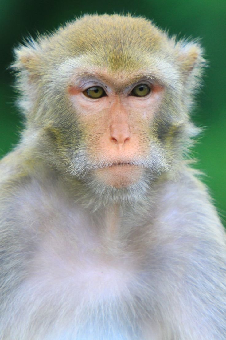 Soft aesthetic monkey profile picture with sage tones and film grain for calm Instagram avatars