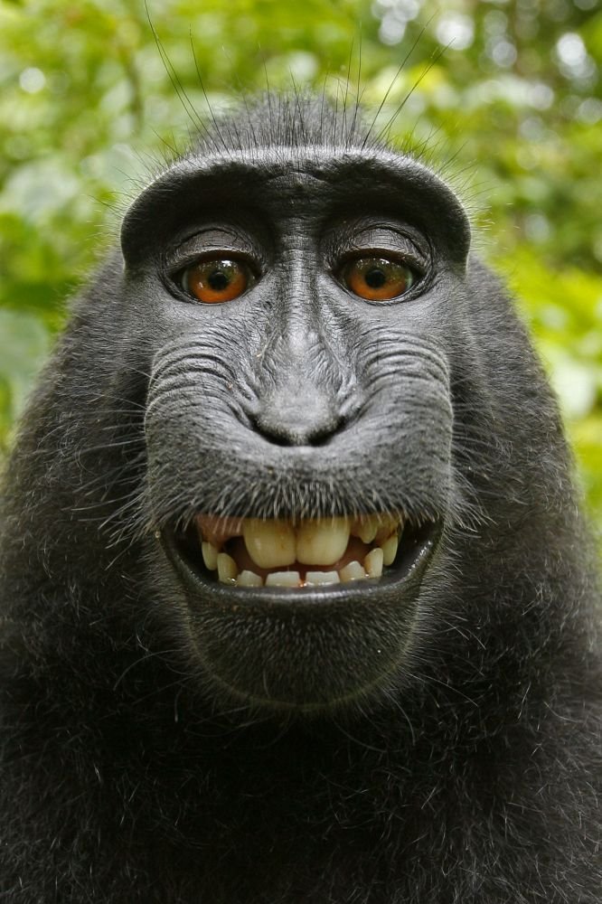Moody monkey avatar in black hood with rain effect for mysterious TikTok and Discord icons