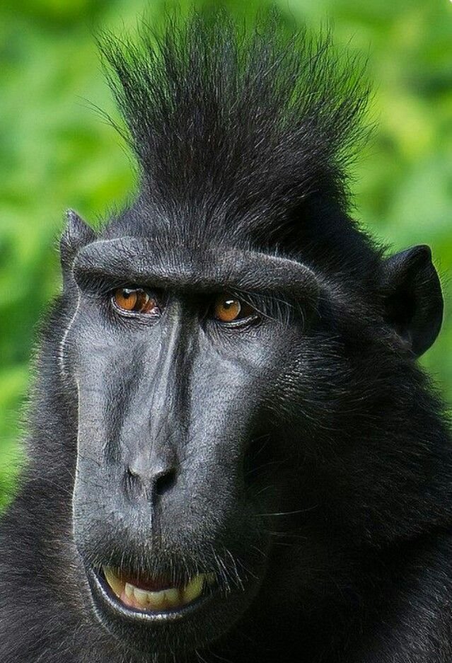 Mysterious monkey avatar in moonlit silhouette for dark Instagram, Discord, and aesthetic profiles