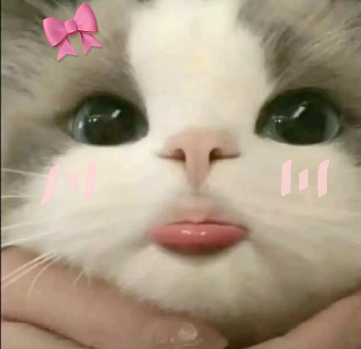 Playful pink pfp cat with bow accessory and blush tones, kawaii animal profile picture for Instagram and Pinterest