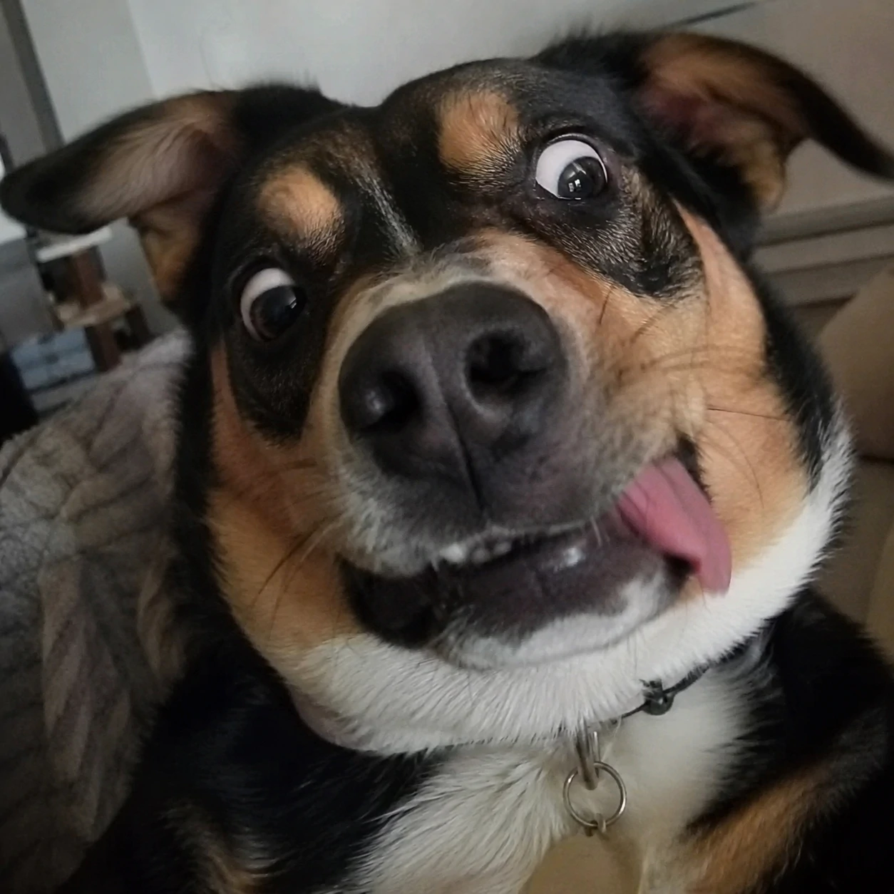 Chaotic funny dog profile picture caught in awkward expression
