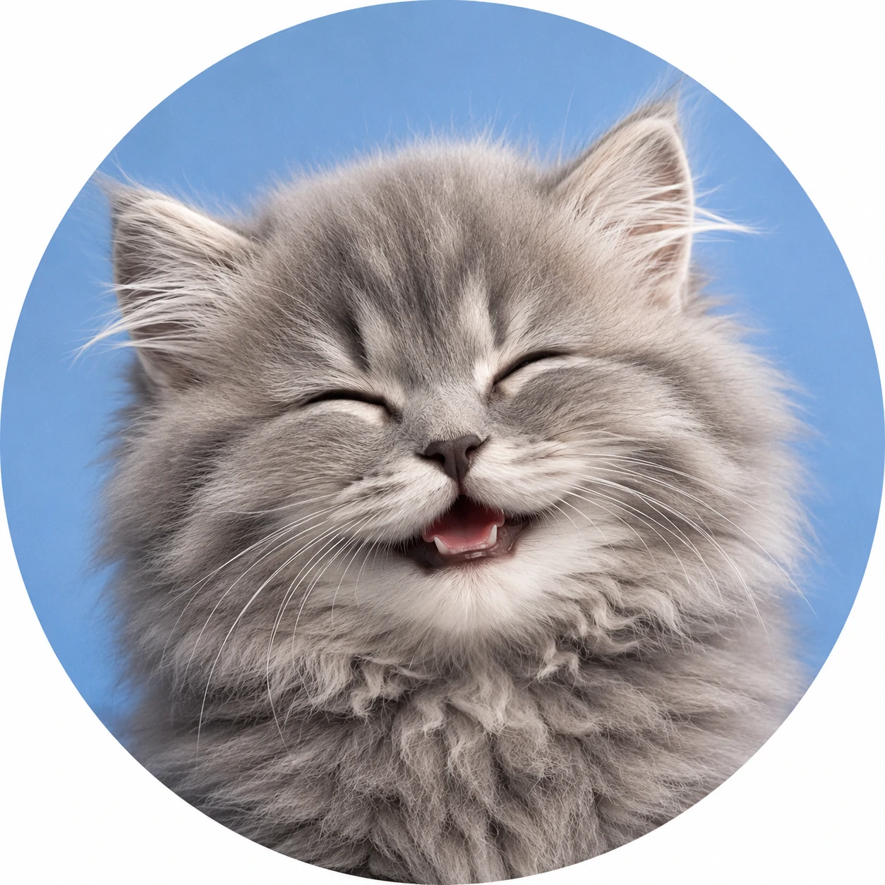 Cute fluffy gray cat pfp with smiling expression and soft blue backdrop