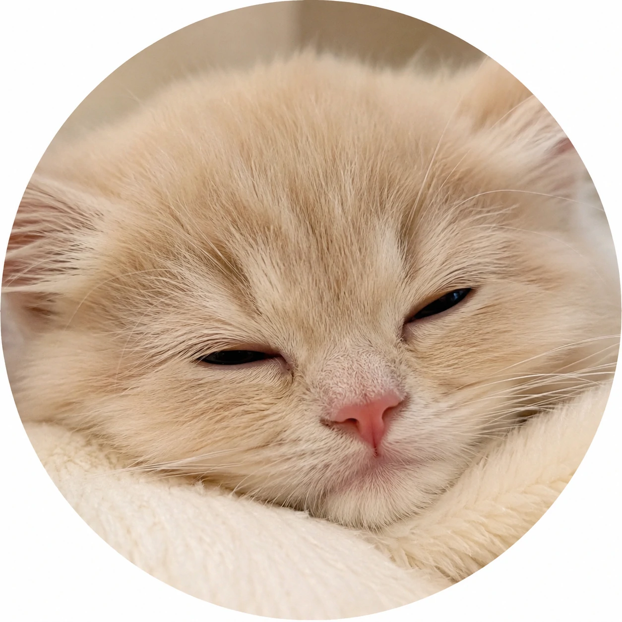 Cute cat pfp with sleepy kitten face, tiny nose, and cream fur