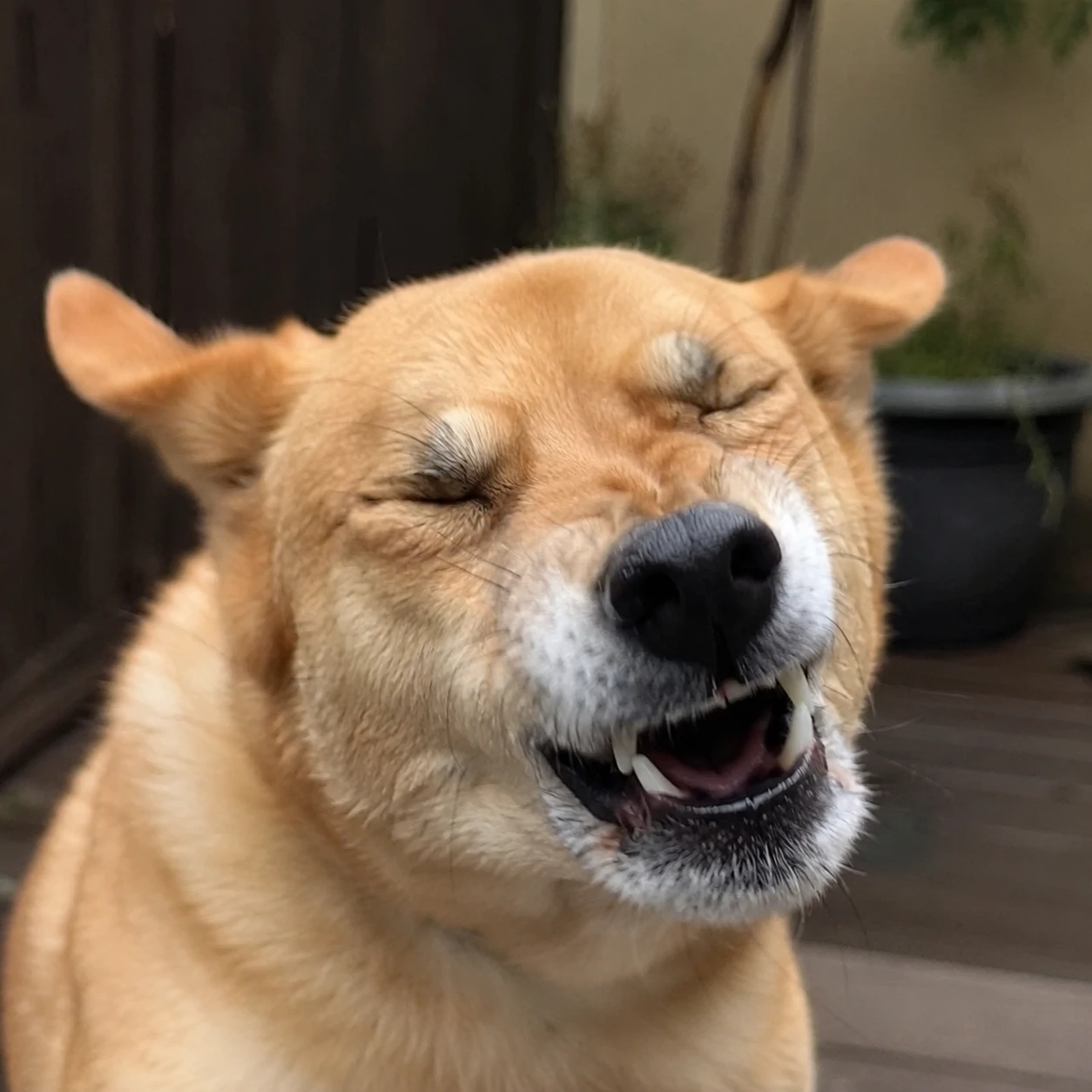 Dog mid-sneeze with scrunched face for a meme PFP