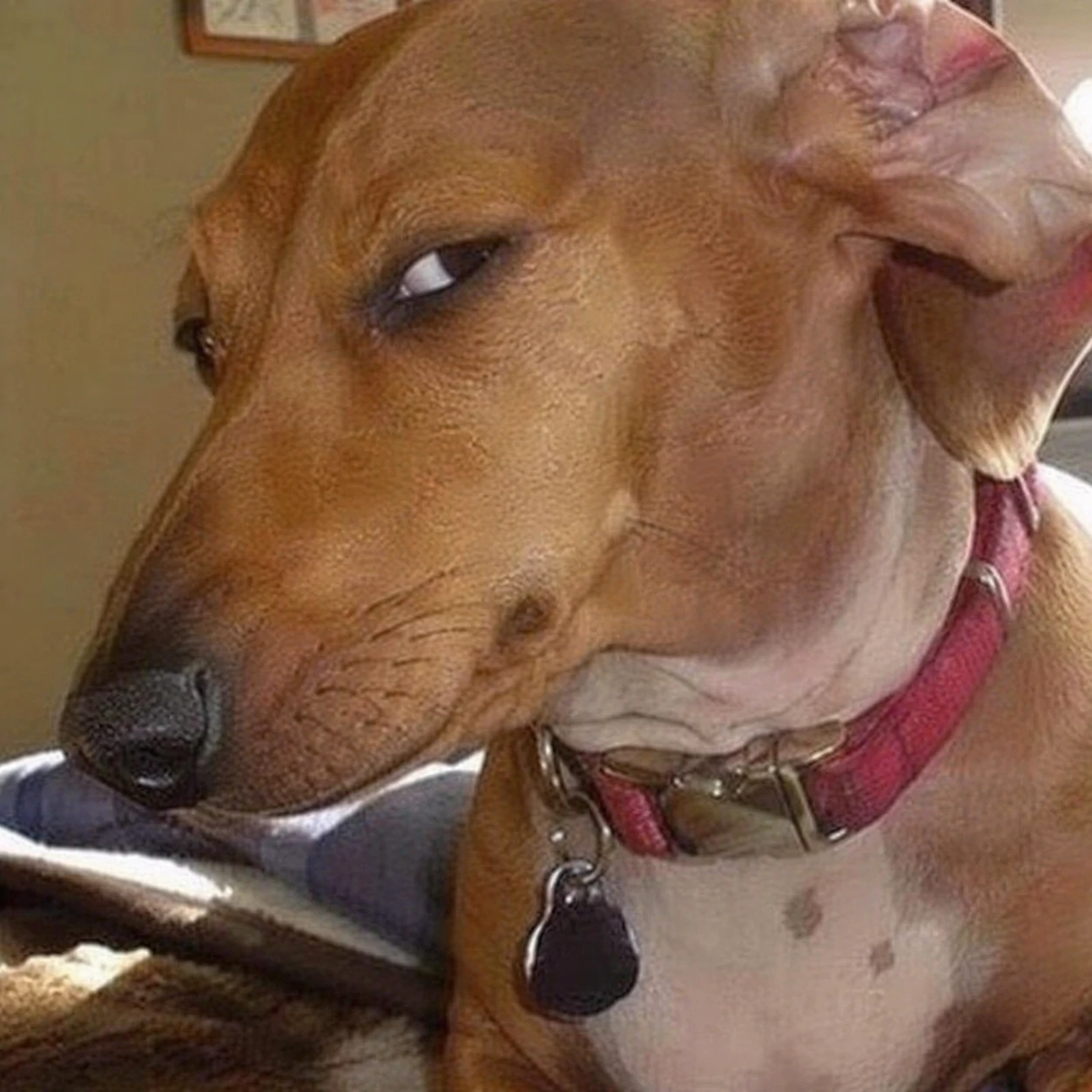 Funny meme dog with exaggerated side eye expression for a chaotic PFP