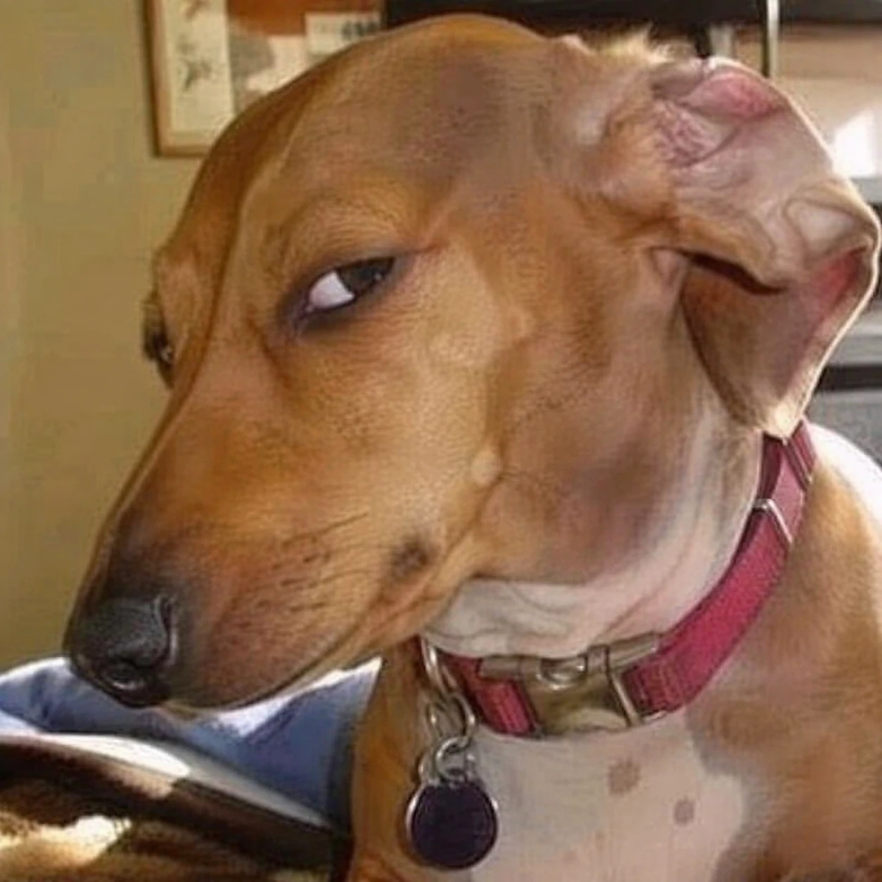 Silly dog giving dramatic side eye directly at the camera